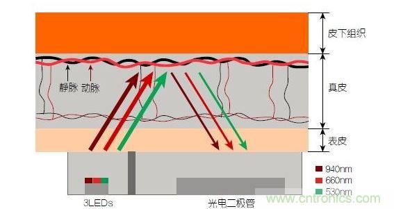 反射光脈搏測量原理。傳感器發(fā)出的光透過皮膚和組織，一部分被吸收，一部分被反射回檢測器。因為動脈中的血流量隨心臟的每次跳動會有所變化，因此光線被吸收的量以及檢測器收到的信號強度也會隨之發(fā)生改變。綠光可以在手腕處提供最佳結(jié)果，而紅光和紅外光一般用于手指測量。 8